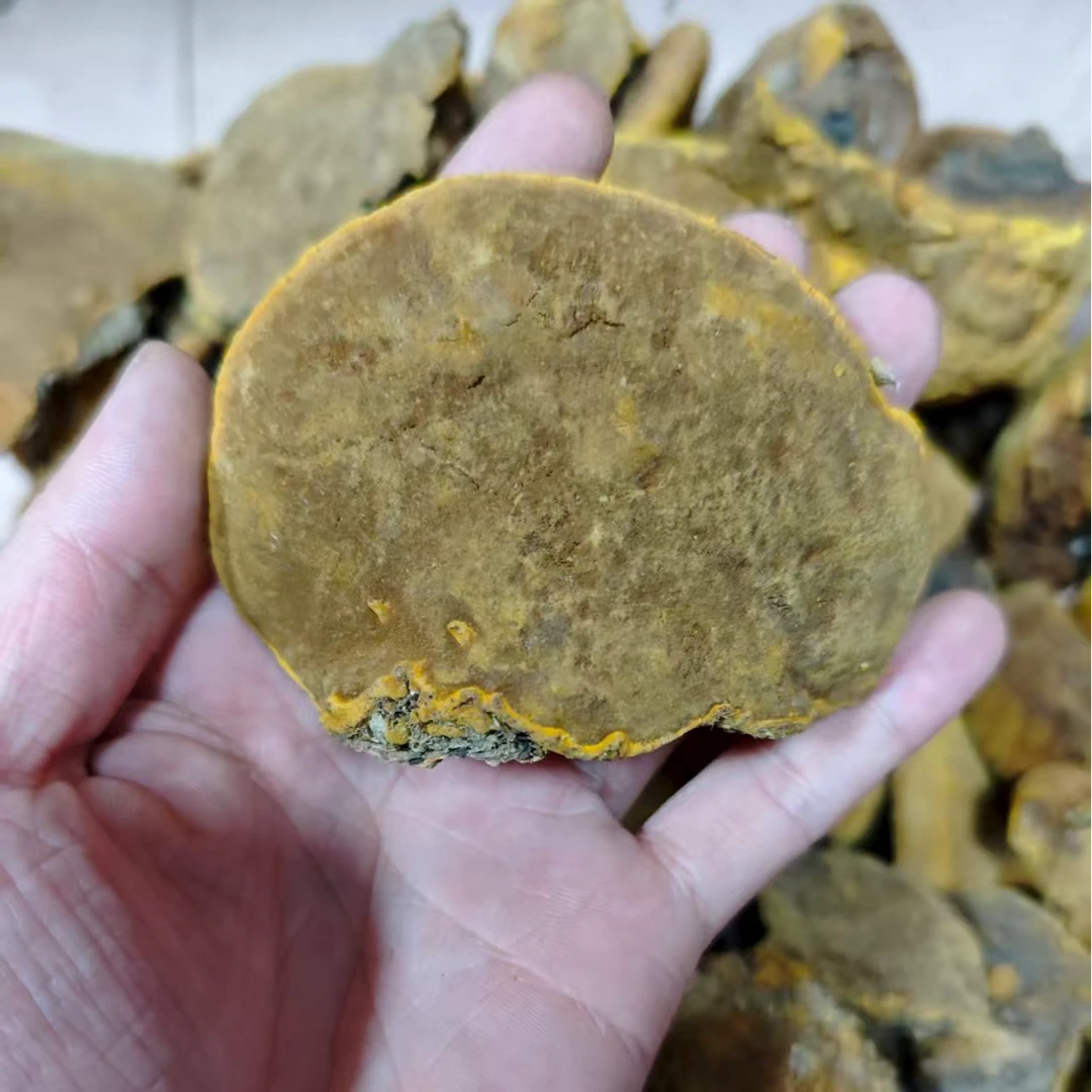 正宗秦岭野生桑树桑黄桑芝小金豆