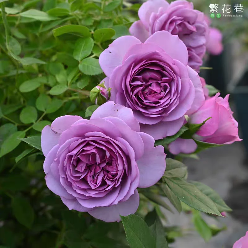 薰衣草门廊月季阳台盆栽大花小苗庭院地栽花苗抗病多头勤花玫瑰