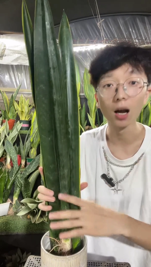 精品黑金50cm裸根3棵25.8