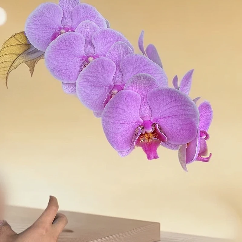 【李先生】明日之星~蝴蝶兰全花发货