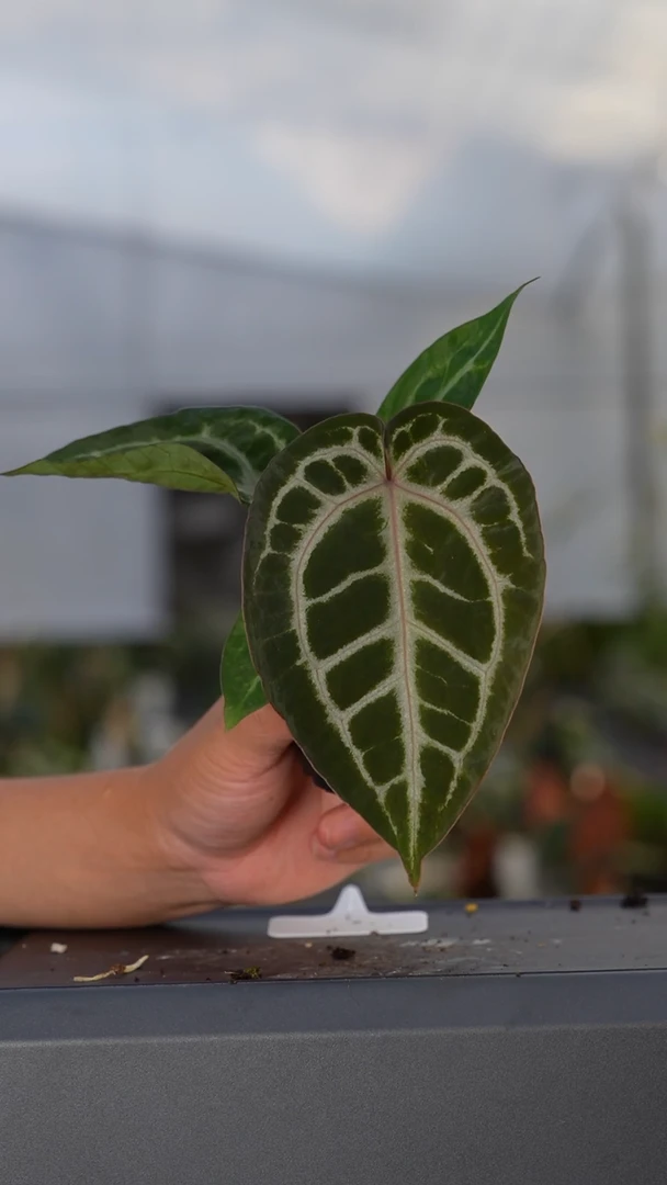 完全开放红水晶杂茄