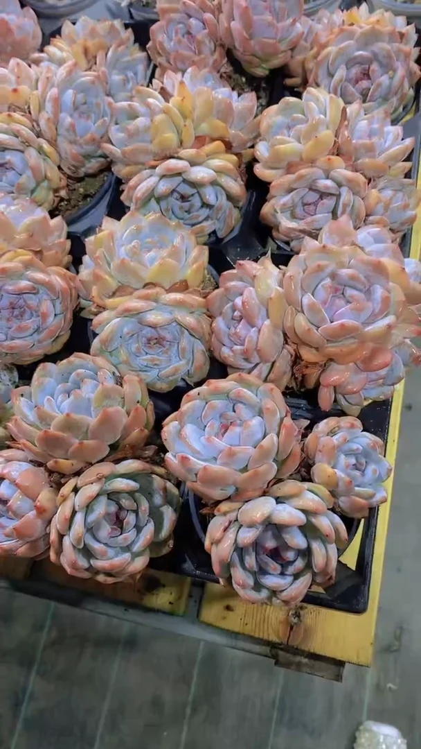 B60-M橙梦露群生（量拍）