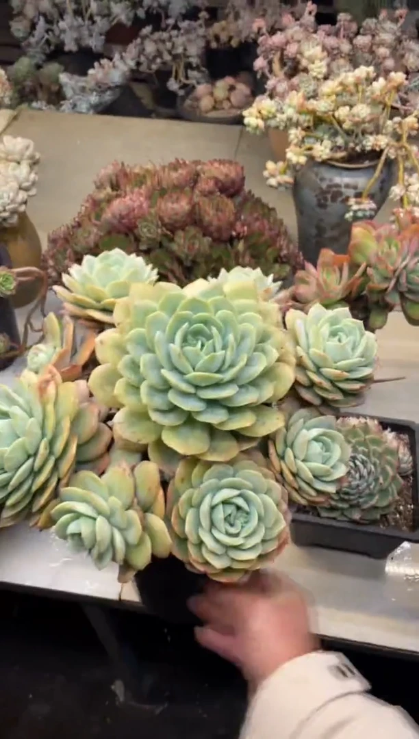 【闪购商品】233恋曲