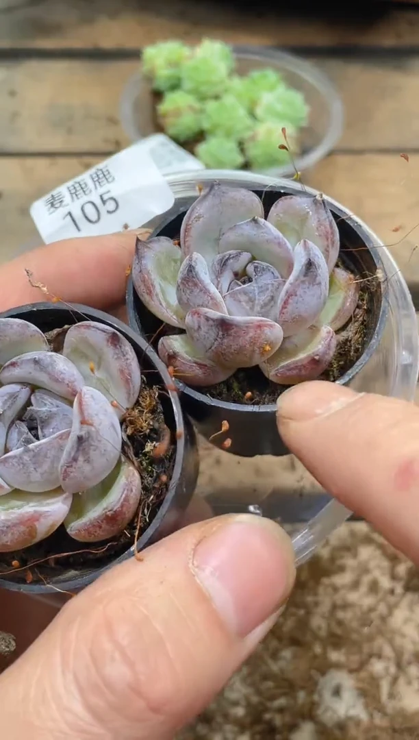 105黑橙子       两颗量拍