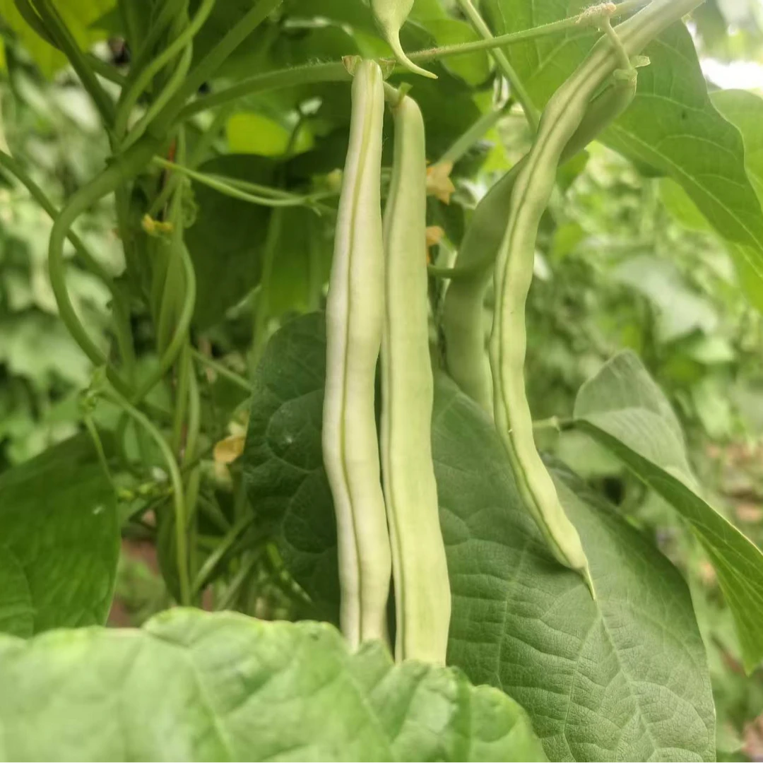 【618宠粉福利就一天】农家自种豆角净重3斤京东包邮次日达新鲜