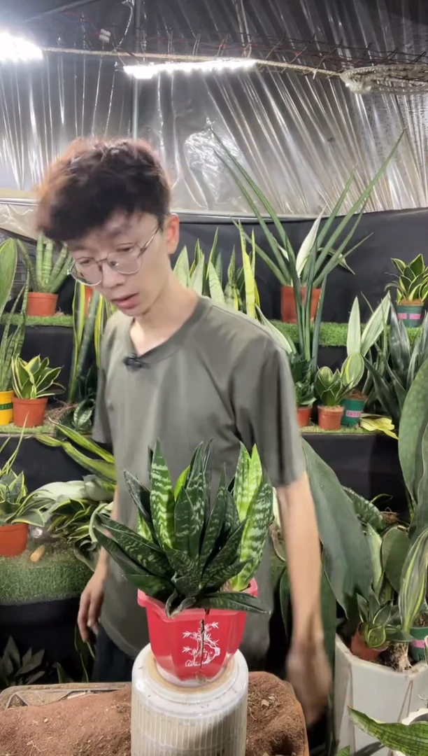 贝壳虎皮兰带盆土25.8