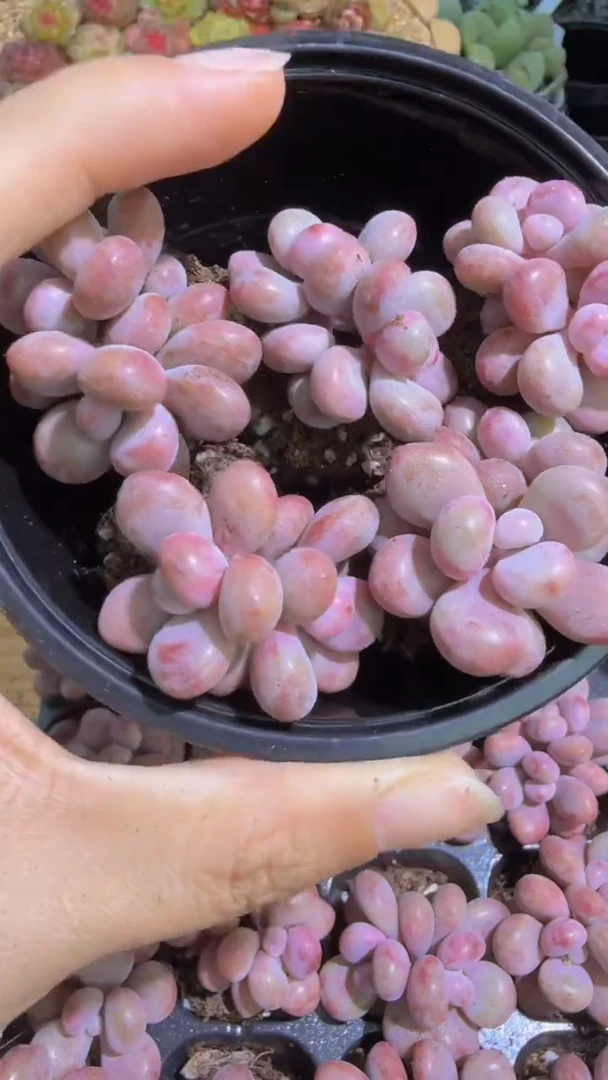 桃蛋双头 5颗量拍混发 满9.9包邮