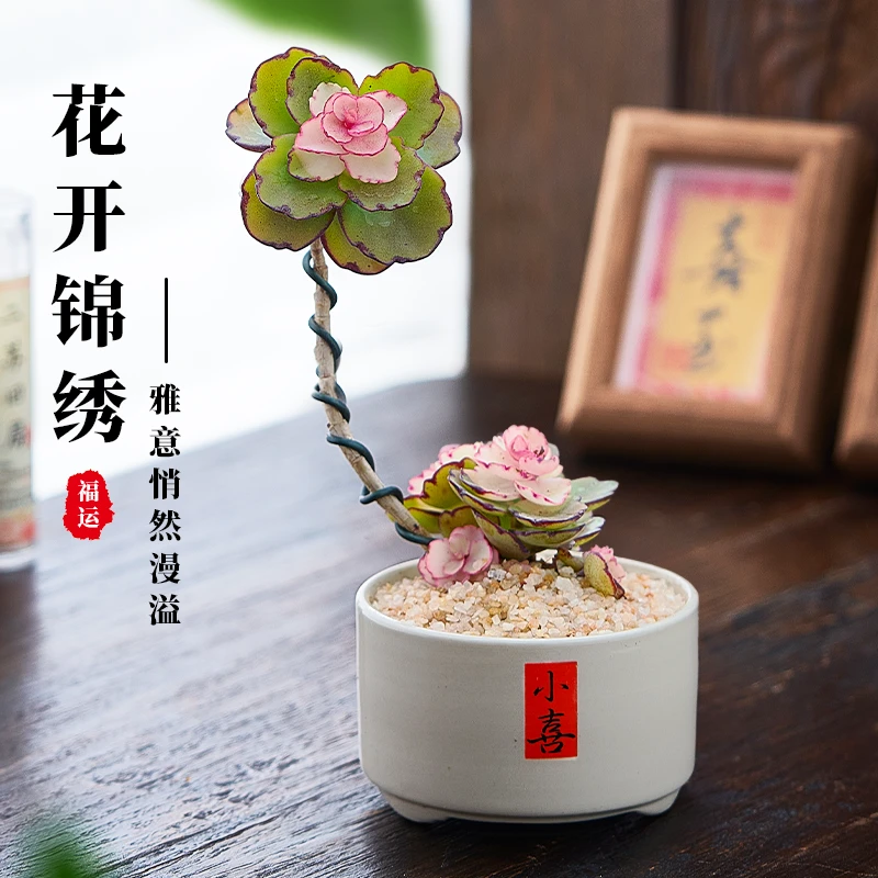 锦绣牡丹花苗多肉植物室内盆栽新中式禅意摆件办公室绿植好养花卉