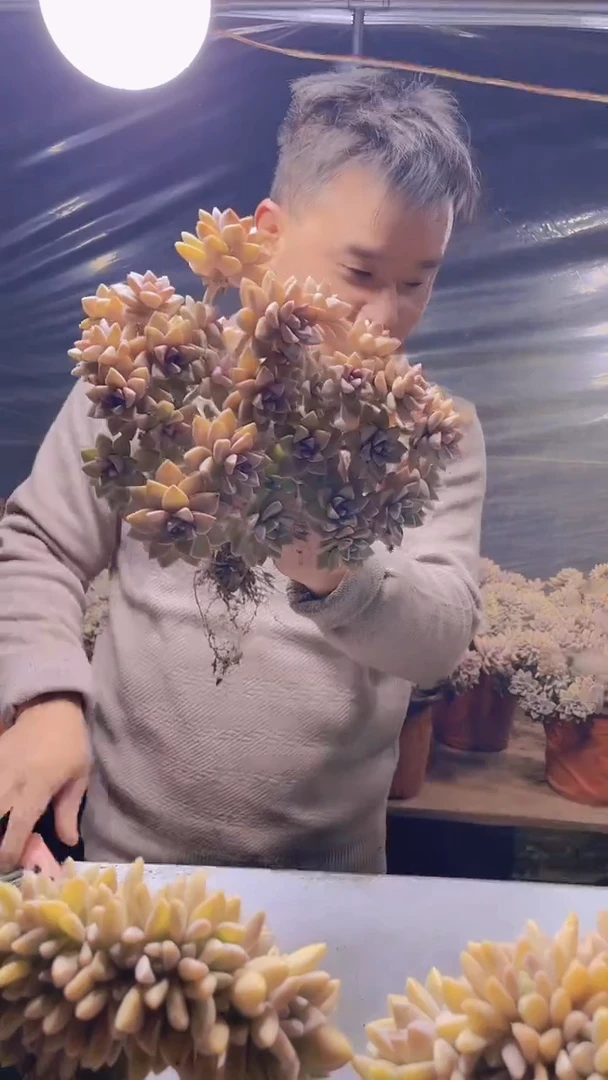 【闪购商品】缀化152