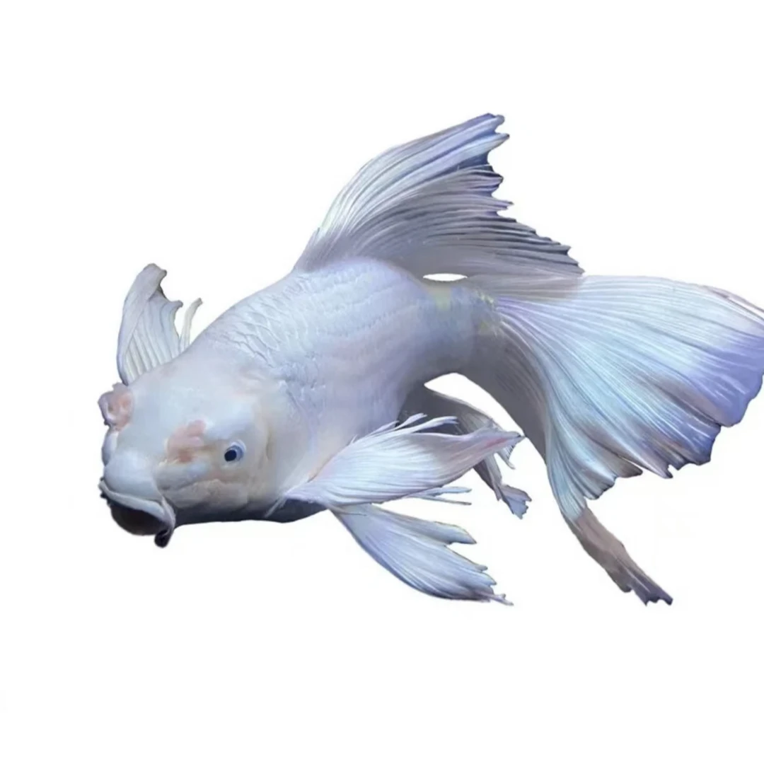 精品普身普短蝴蝶鲤鱼贵妃蝴蝶鲤活体凭开箱视频售后