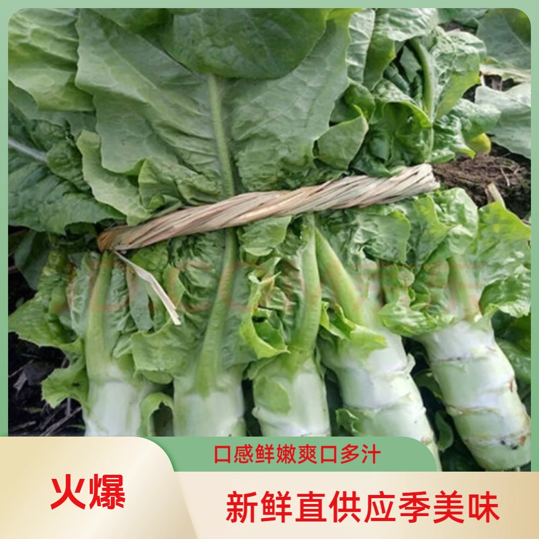 农家自种薄皮香莴笋新鲜当季蔬菜莴苣脆嫩爽口多汁香莴苣坏了包赔