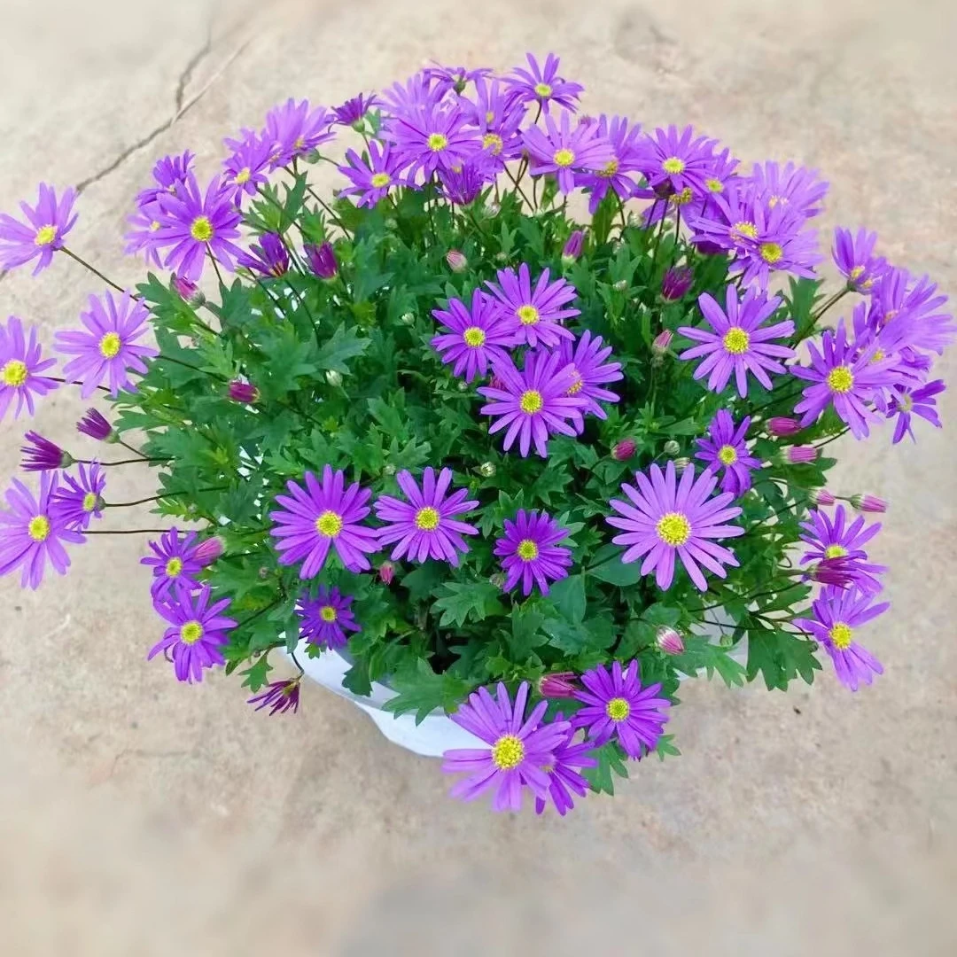 蓝色精灵 姬小菊 盆栽 庭院 阳台 多年生 四季开花 150#盆地栽