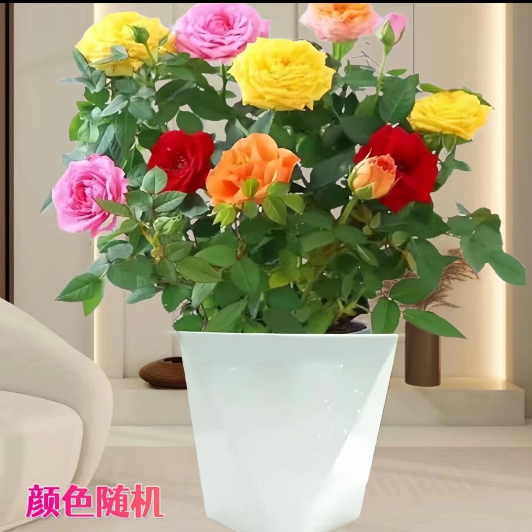 【多色月季带花苞发货】四季开花阳台花卉颜色随机