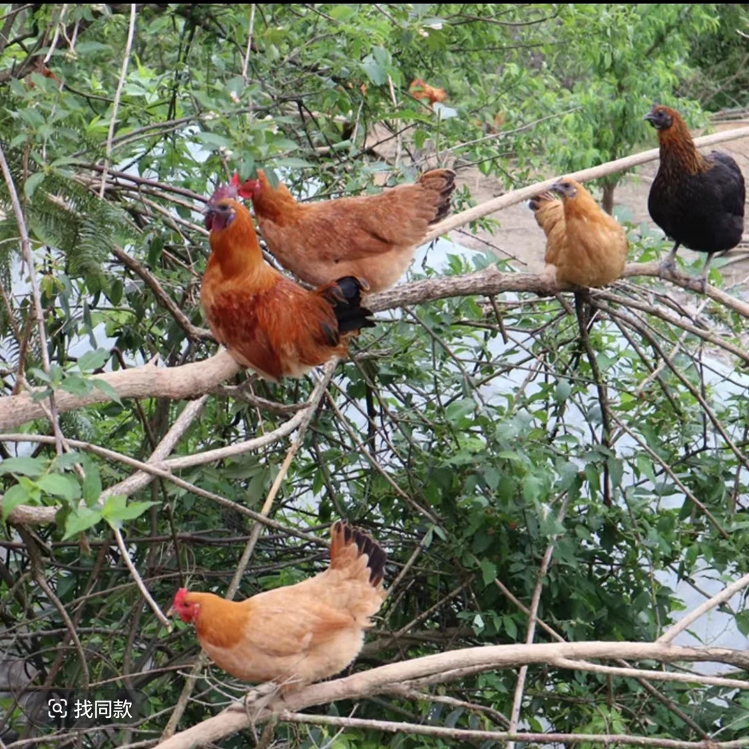 贵州农家生态散养土鸡一年以上散养黄油老母鸡(炖汤营养价值高）