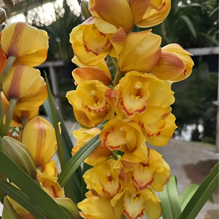 金光落地款4支剑黄色大花蕙兰年宵花花苞发货190#兰花带盆发货