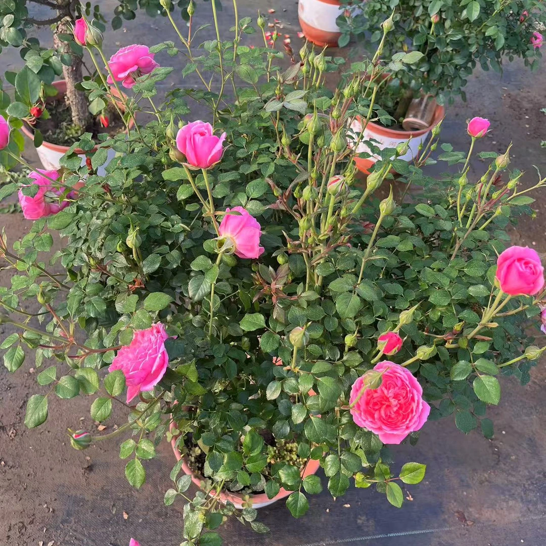 欧月多色月季花盆栽地栽棒棒糖树桩