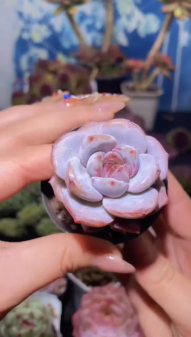 【闪购商品】544星星梦多肉