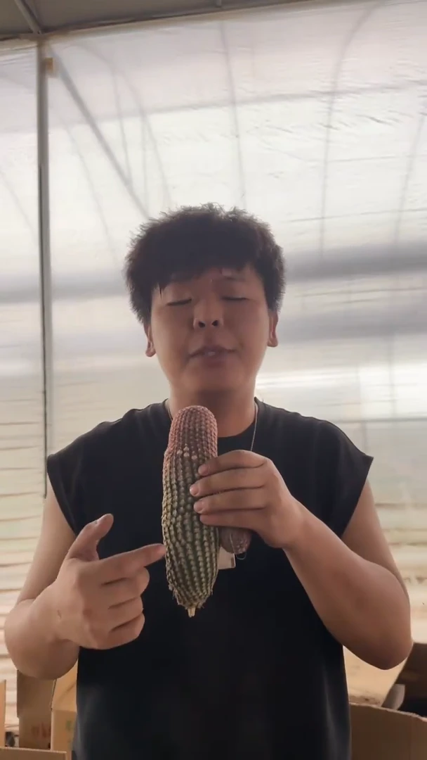 大单头 红太阳【无根】