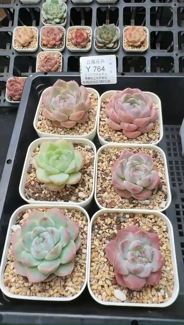 764Y (6.5cm杯）一物一拍 当场直播满3颗包邮