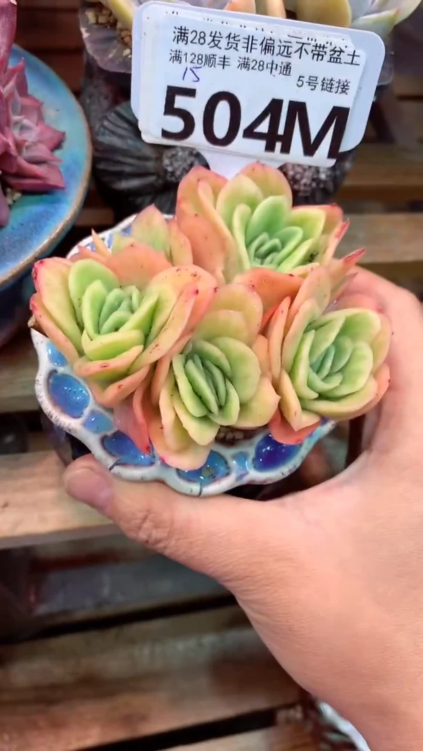 504M  (一物一拍实付满28发货，默认不带盆土）