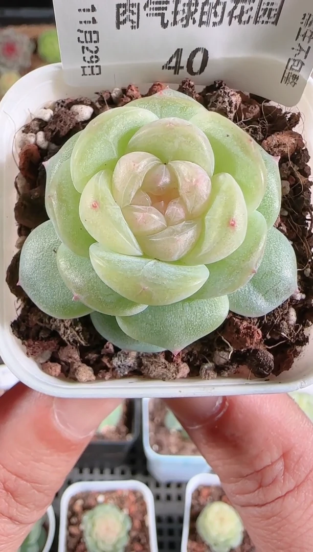 多肉1129-40星月群生不包整