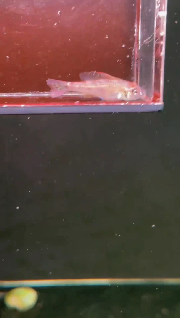 灯科鱼绿宝石短鲷*1