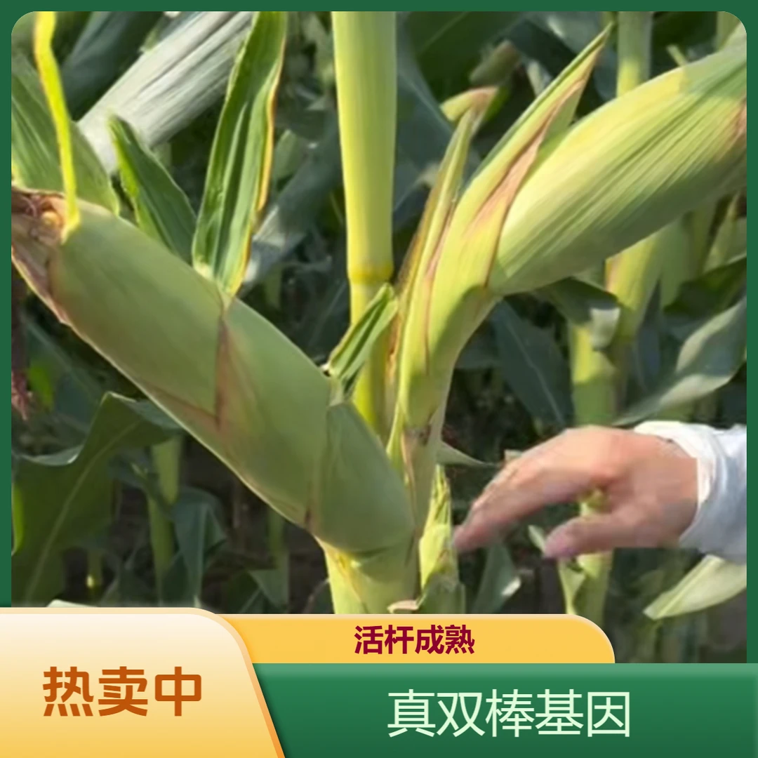 三国审精品505矮杆双棒基因高产玉米种子抗病抗虫抗倒伏苞谷种