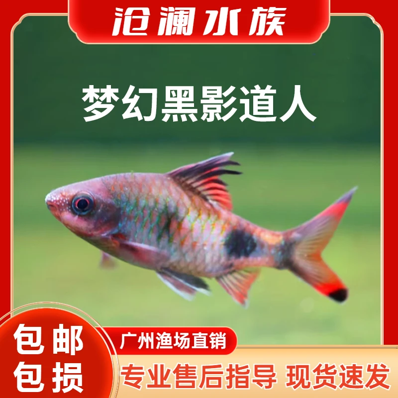 梦幻黑影道人道金斯鲃小型热带观赏鱼红尾绿荧光鲫邮差鲫草缸混养