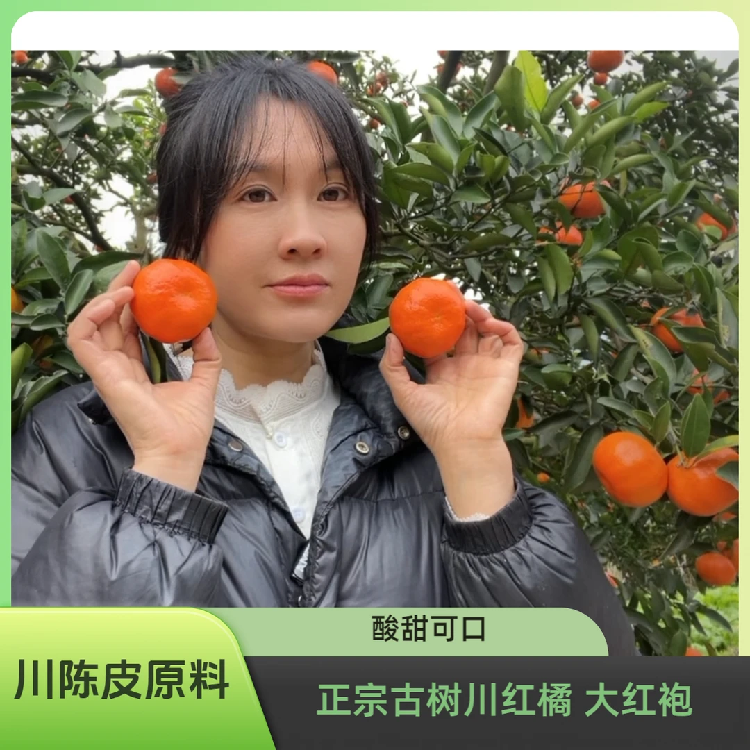 【古树川红橘】正宗万州古红桔大红袍川陈皮原料果新鲜采摘
