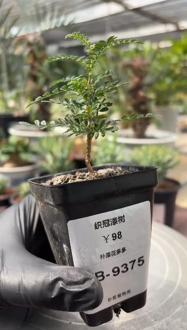 织冠漆树FB-9375