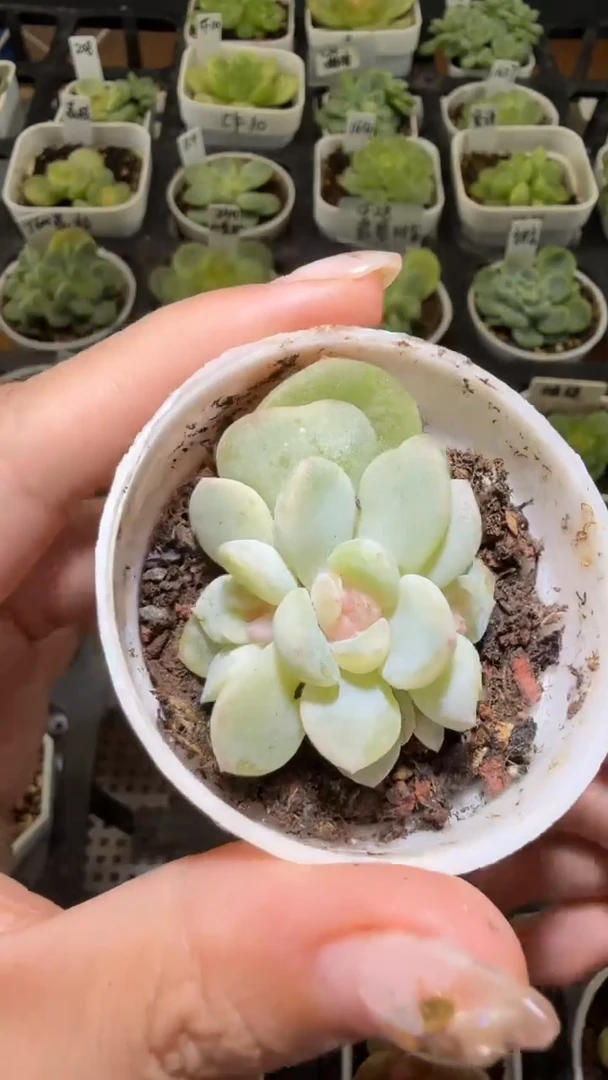 1343  2909多肉植物