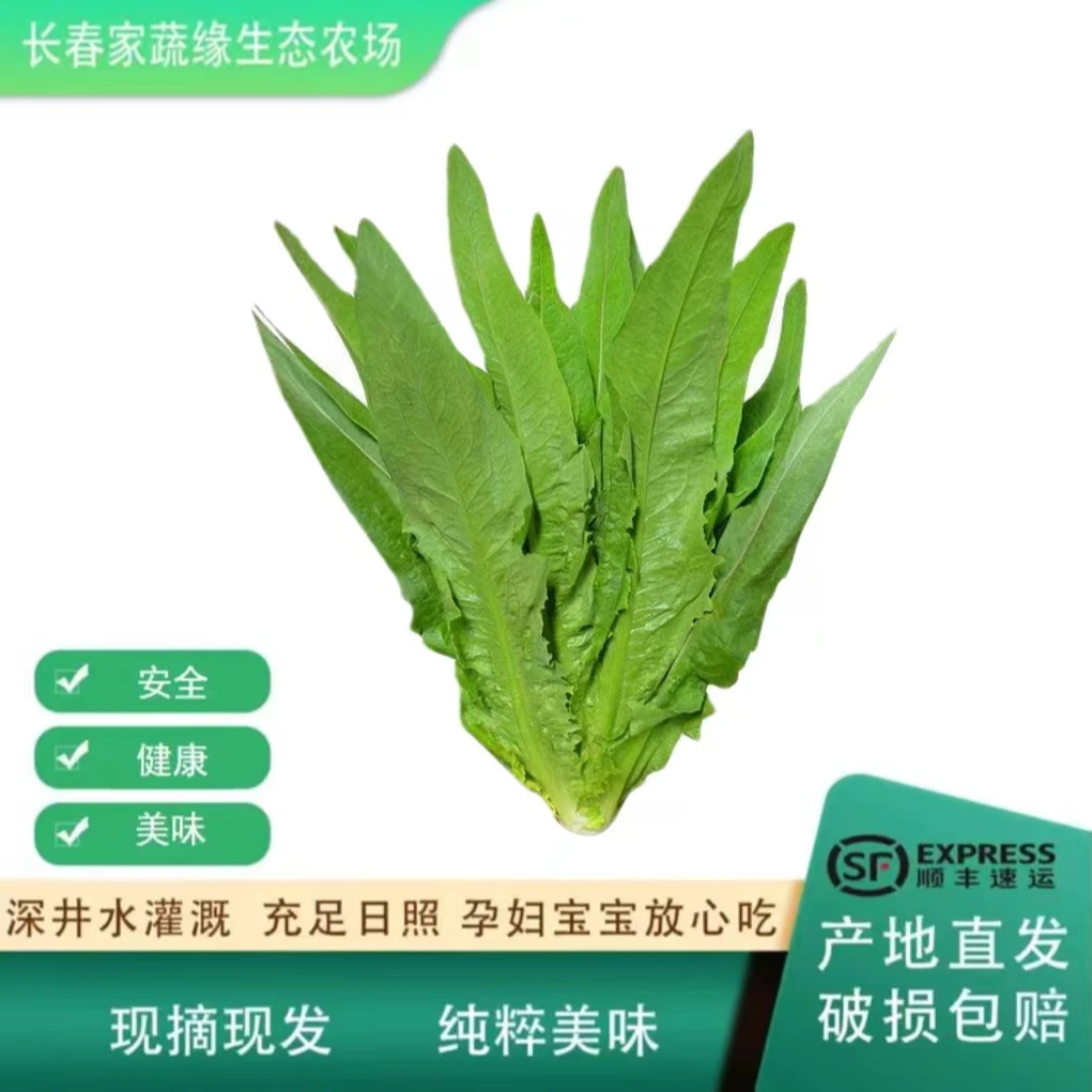 油麦菜天然原生态新鲜可口顺丰包邮