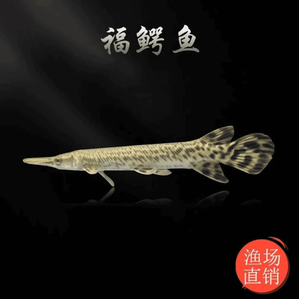 鳄雀鳝鱼苗福鳄苗子黄化火箭好养耐活无需过滤打氧包邮