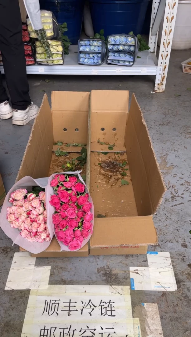 折射10枝+苏菲10枝