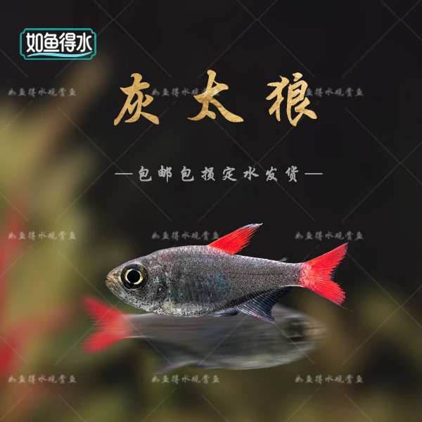 【如鱼得水】灰太狼观赏鱼灯科鱼