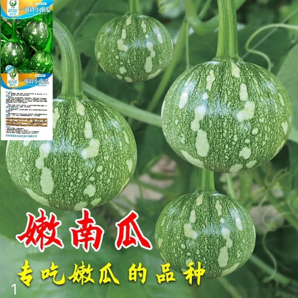 【全店满5元包邮】早嫩南瓜一串铃小南瓜春秋高产无蔓绿珠南瓜蔬