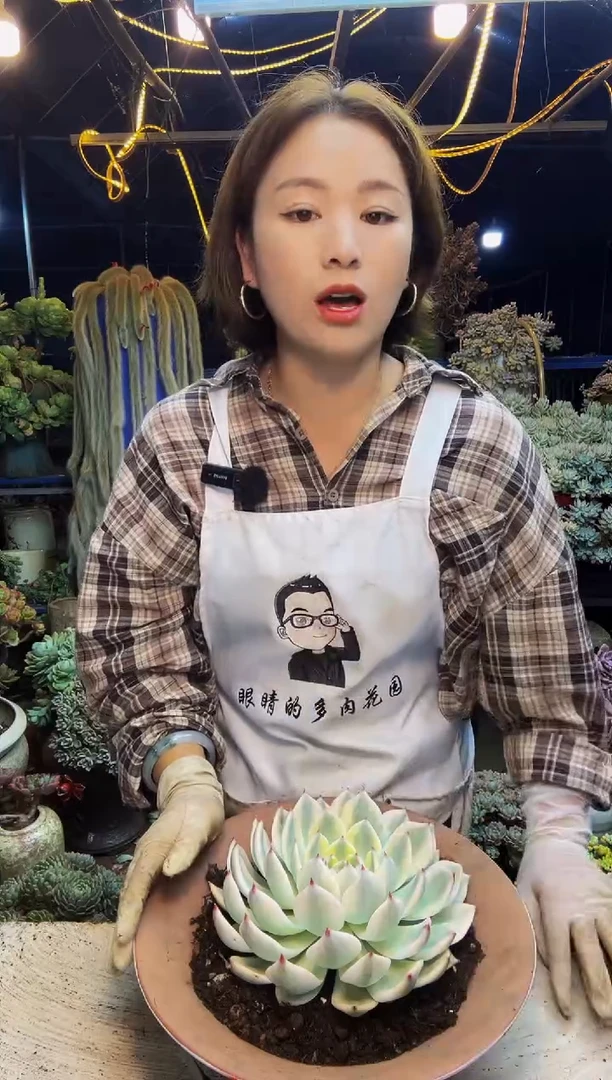 鹿****派吉娃娃锦脱土包邮