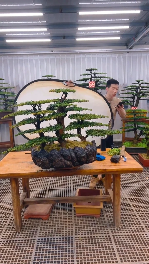 【闪购商品】紫砂精品盆景直播间一物一拍