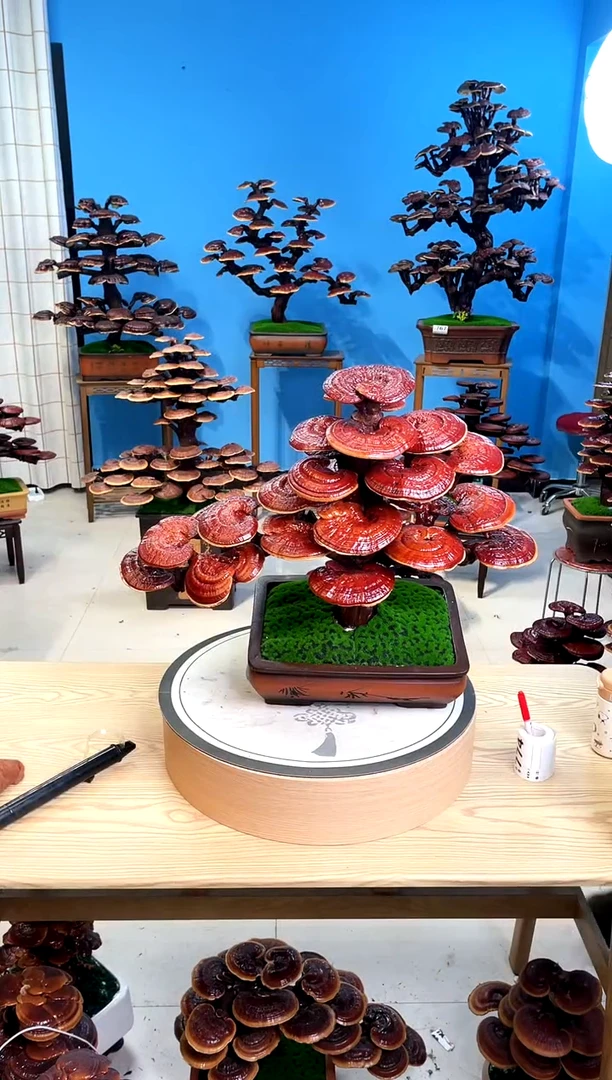 灵芝盆景888888888