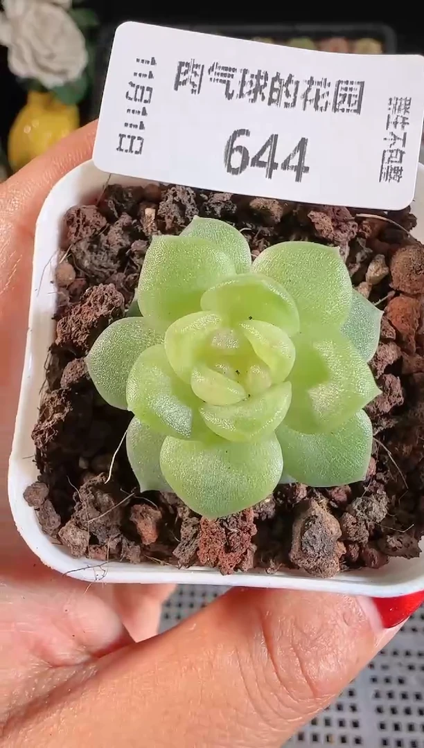 1111-644碧琉璃（群生不包整）