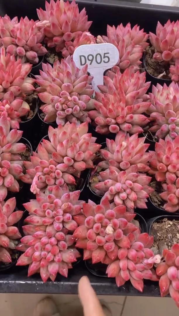 【闪购商品】D905-虞美人双头脱土发（量拍）