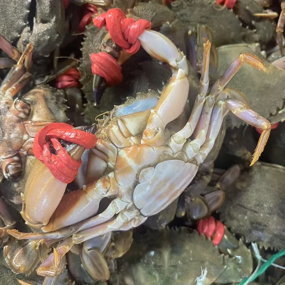当日海捕花盖蟹3斤【保鲜不保活】(部分断腿嫌小勿拍)