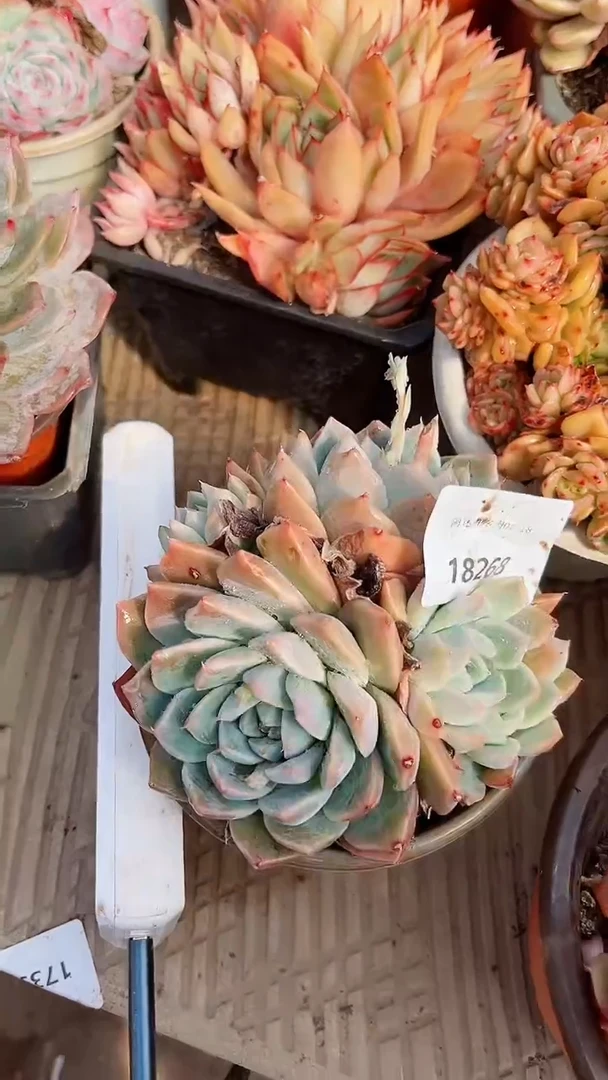 【闪购商品】18268