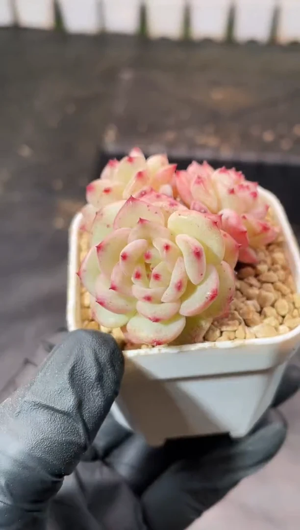 5-63曼陀罗4-5厘米量拍发一颗