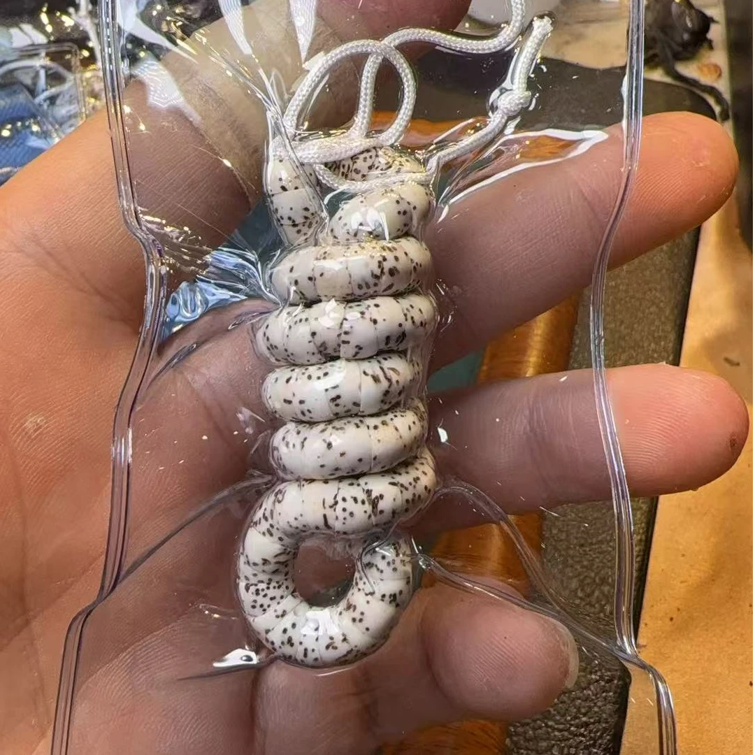 星月大留白大肠6mm左右多样性发其一