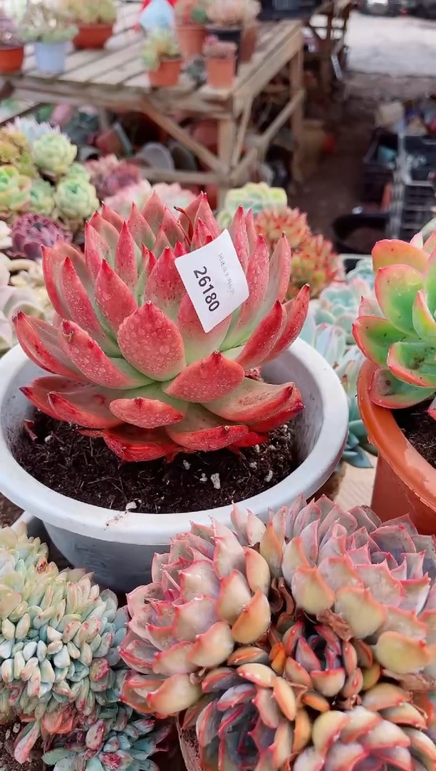 26180多肉植物一物一拍