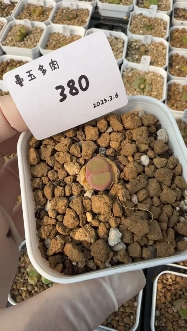 【闪购商品】3.9-380