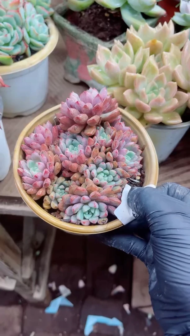 D****)11033多肉植物一物一拍