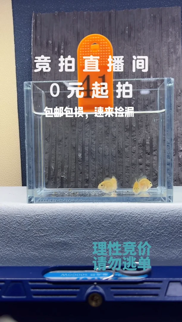 孔雀鱼迷你鹦鹉崽子4条编号41