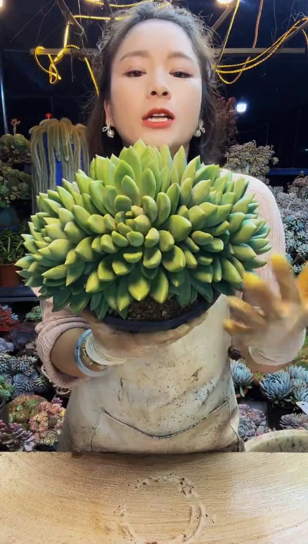 洛****?27号一物一拍脱土包邮